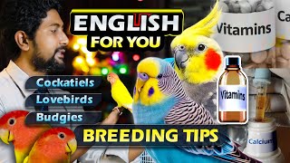 Breeding Tips for Cockatiels, Lovebirds & Budgies | Vitamins, Calcium & Course Results screenshot 5