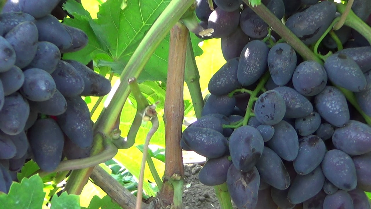 Сорт винограда Викинг: фото, отзывы, описание, характеристики.