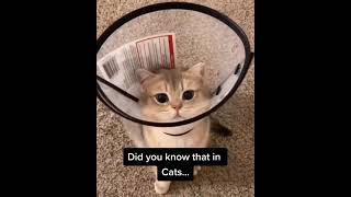 Did you know that in CATS...