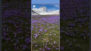 Bizim Köyün Yaylası 🤩🤩 Resimi