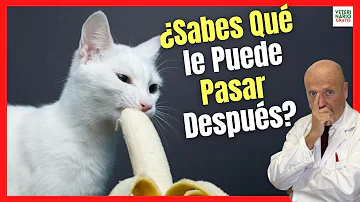 ¿Por qué los gatos temen a los plátanos?