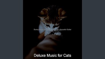 Pulsating Backdrops for Peaceful Cats