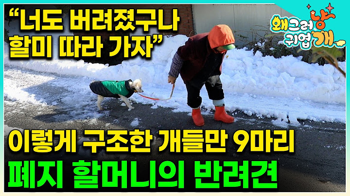 폐지 할머니의 행동으로 모두가 눈물바다가 됐다. 가족 모두를 잃고 혼자 사는 81세 할머니의 빛이 되어준 9마리의 반려견들을 위해 설쌤이 나섰다 #왜그러냥귀엽개