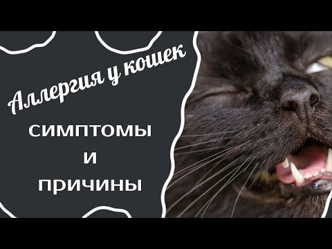 Аллергия у кошек.Симптомы  и причины.