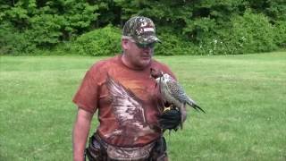 Meet the Gyrfalcon: National Bird of Iceland!