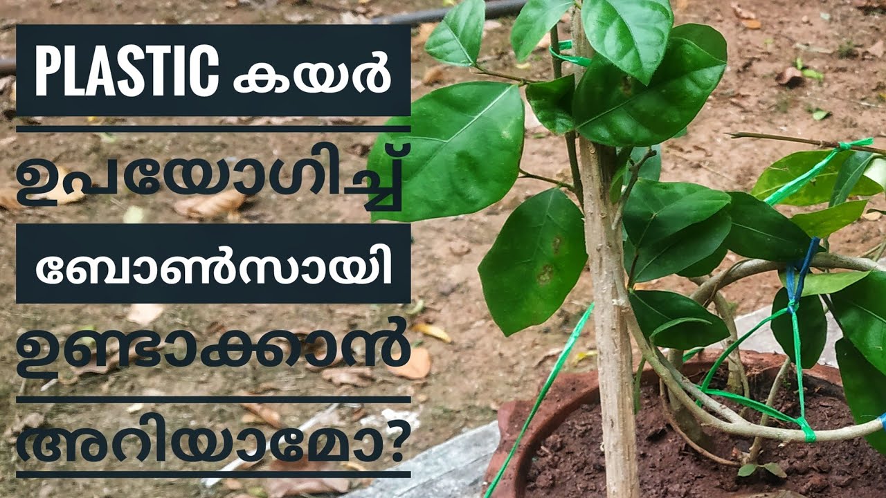 Bonsai part 1/How to make bonsai at home malayalam/Bonsai tree for