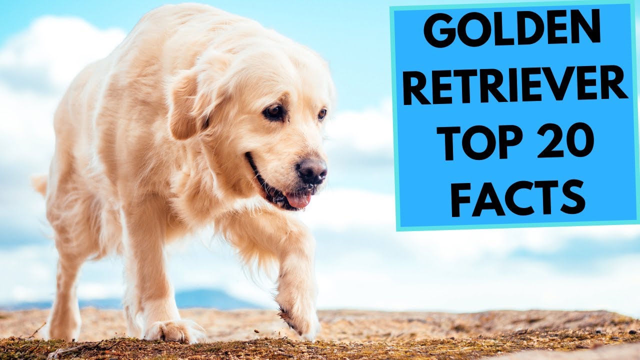 Golden Retriever Facts: 10 Things to Know About These Sporting Dogs