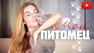 У моего кота нет зубов! о_О Британец Maximilian. #ВикторияРосс(ПОДПИСАТЬСЯ на мой канал http://www.youtube.com/c/victoriaro?sub_confirmation=1 ДОЛЖЕН ЛИ МУЖЧИНА ОБЕСПЕЧИВАТЬ ЖЕНЩИНУ?! - рассужд., 2015-10-11T09:17:41.000Z)