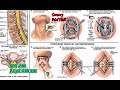 Asmr back neck fusion surgery . Orthopedic Neck Examination
