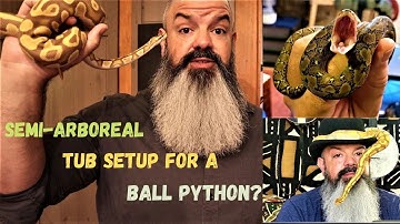 Kuipopstelling voor superdwerg- EN balpython