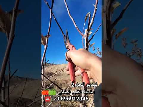 تقليم أشجار التفاح عمر 5 سنوات على الشكل الكأسي فيديو 2