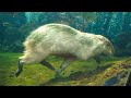 Cute Capybara Swims Underwater Meme 😍 Nakagawa Aquatic Park
