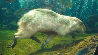 Cute Capybara Swims Underwater Meme 😍 Nakagawa Aquatic Park