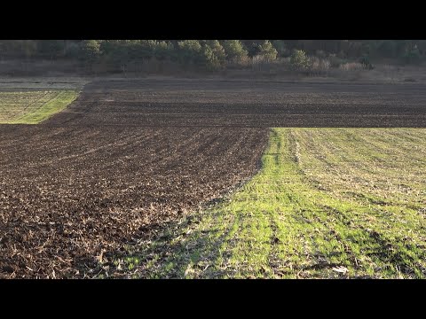 ხორბლის აღმოცენება ნადარბაზევში