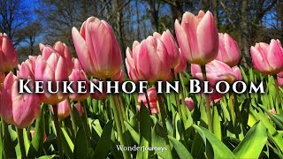 Keukenhof in Bloom - the Lake area 🇳🇱🌷