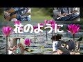 花のように(ベッツイ&クリス)