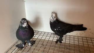 Голуби Tauben Pigeons ￼ ￼ Гульсары ￼