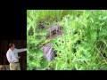 Foraging - can food just grow?: Kevin Feinstein at TEDxConstitutionDrive Foraging - can food just grow?: Kevin Feinstein at TEDxConstitutionDrive