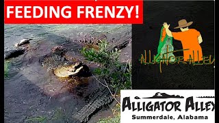 Alligator Feeding Frenzy Alligator Alley Summerdale Al