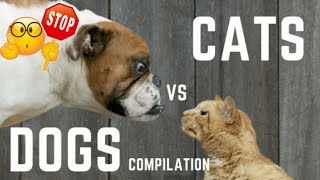 cat vs dog obstacles courses \/ Funny cat vs dog challenge(Tik tok compilation)