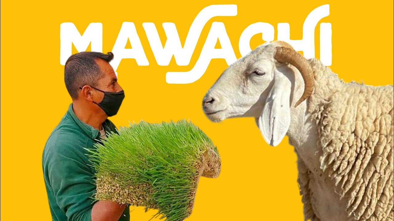 الشعير المستنبت للأغنام || دراسة شاملة للعيوب الصحية والاقتصادية || قناة مواشي