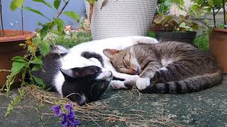 We fell asleep amid the flowers for a couple of hours #Cats #gatos