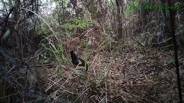 Bẫy gà rừng mới nhất bằng mái bổi quá là tuyệt vời (cuab qaib qus mag zoo heev)