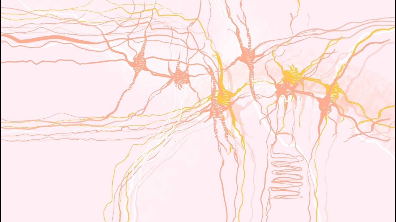 EWN 2021: Live Brain Dissection