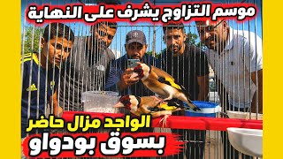 موسم التزاوج للحسون يشرف على النهاية و رغم ذلك مزال كاين مقانن واجدين حبة لمن يريد أن يغتنم الفرصة !