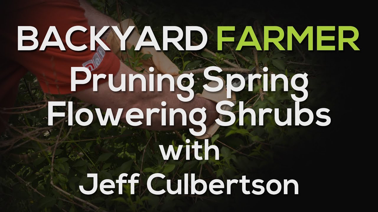 Pruning Spring Flowering Shrubs - YouTube