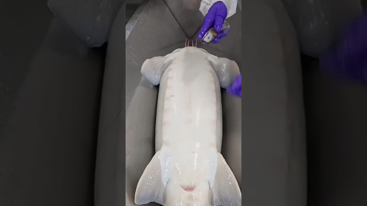 Harmless Caviar Harvest! 🥚🐟😊