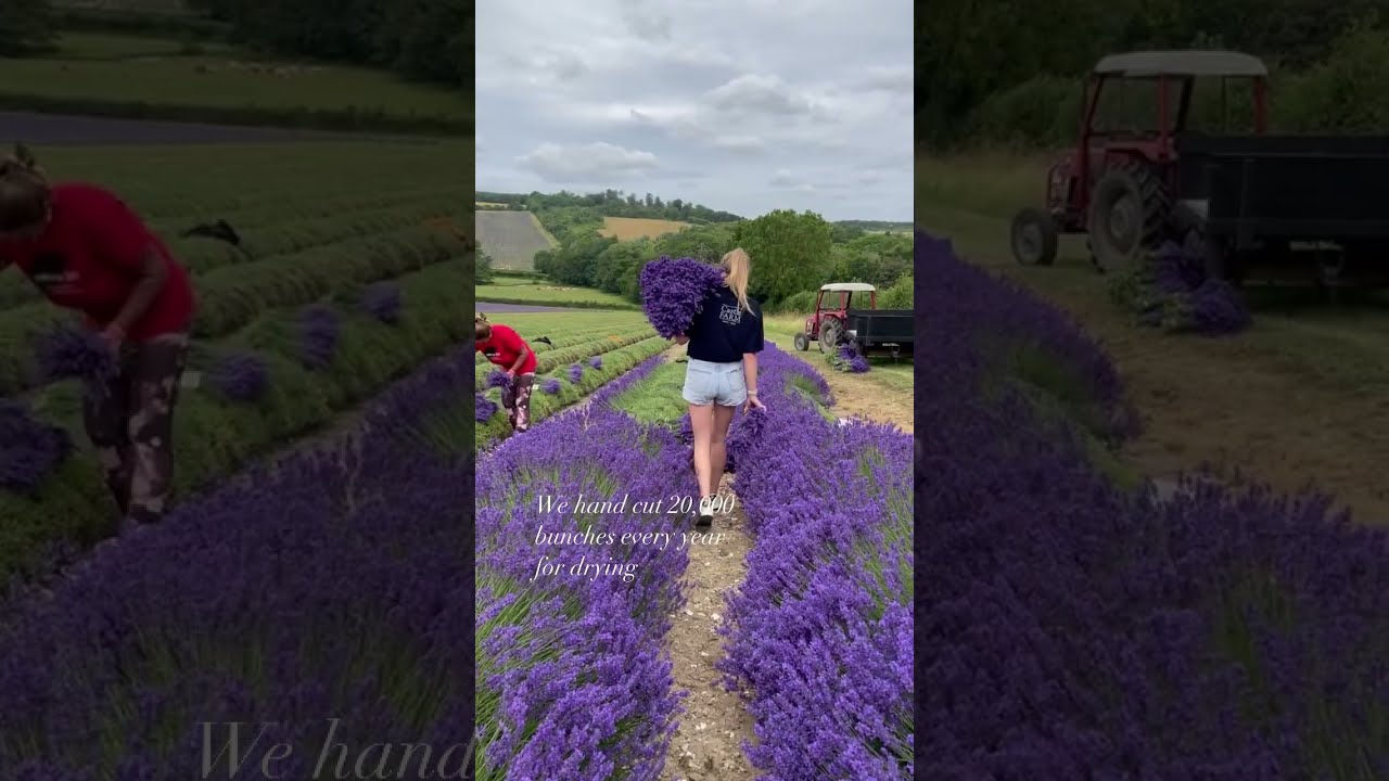 Lavender Harvest 2023 at Castle Farm, Kent