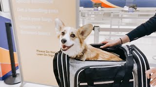 How to Fly with Your Dog in a Carrier