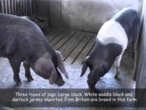 Backyard Piggery Farming Youtube