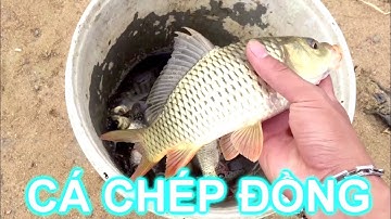 THẢ LƯỚI BẮT CÁ CHÉP | SX Vlog