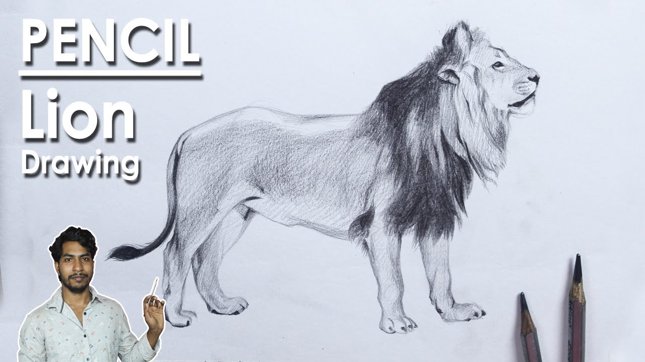 Realistic Lion Drawing and Shading in Pencil step by step process