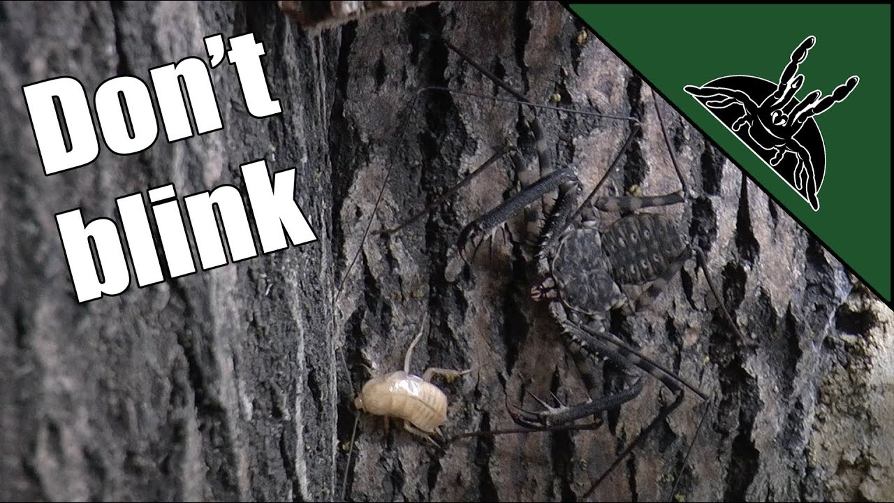 sheet bend Damon diadema hunting and catching prey