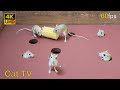 Cat tv mice for cats to watch  mouse hide and seek on screen 8 hour 60fps 4k