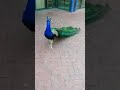 Павлин показал хвост - Peacock showed tail [HD]