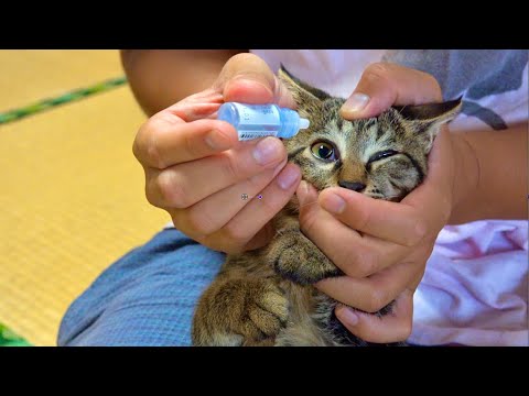 元激おこ子猫に目薬さしてみた結果。。