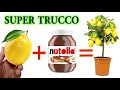 INCREDIBILE TECNICA PER FAR NASCERE UN LIMONE CHE CRESCE DA SOLO!  lemon tree plante de citron