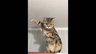 d7f08a4f 1dd2 44fe 9a23 4960150d3cbd #cat