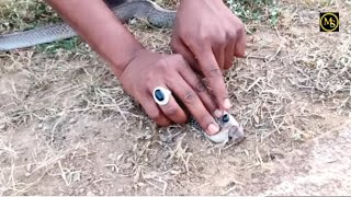 #Indian #spectacle Explanation About Nagamani  3 Venomous cobra Release And 2 other snake.7396969617