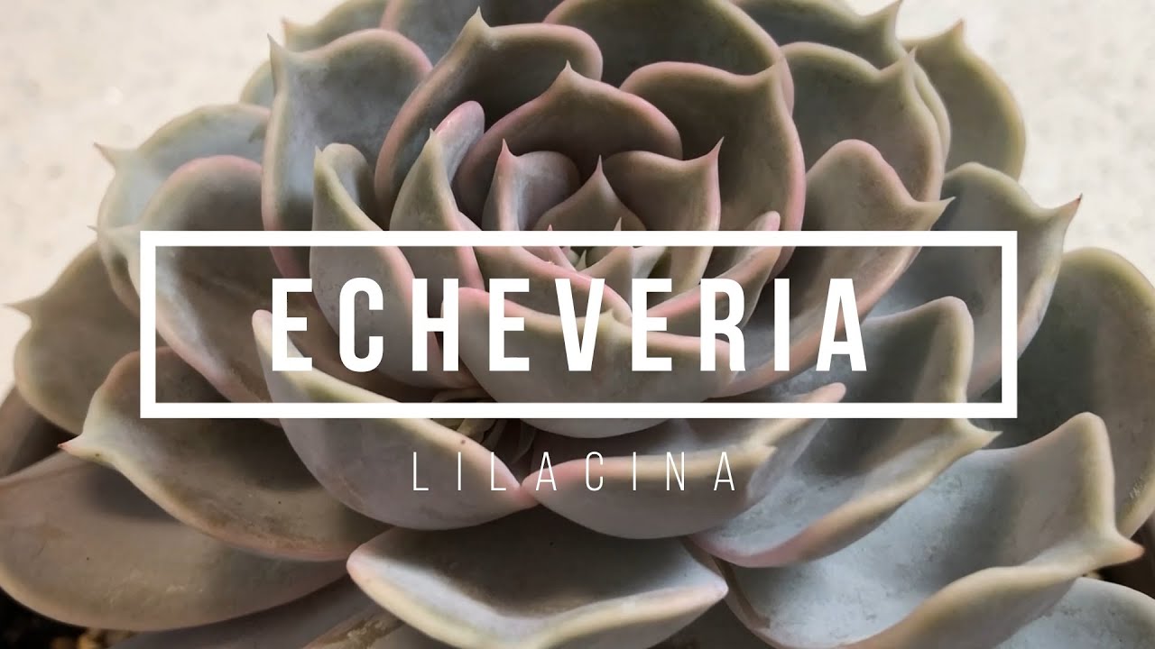 Echeveria Lilacina