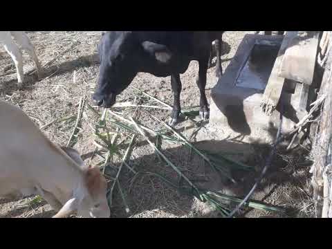 Mostrando nossa criação de vaca com bezerro