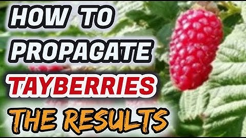 How To Propagate Tayberries Easily (100% Guaranteed Success) THE RESULTS!