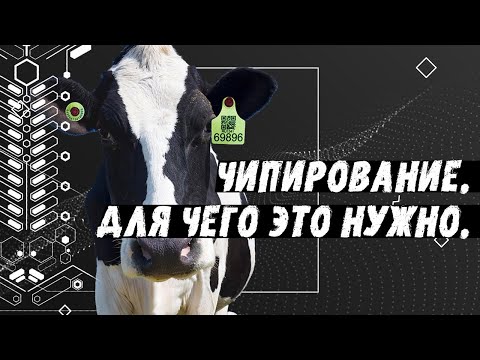 Видео: Чипирование КРС. Для чего это нужно