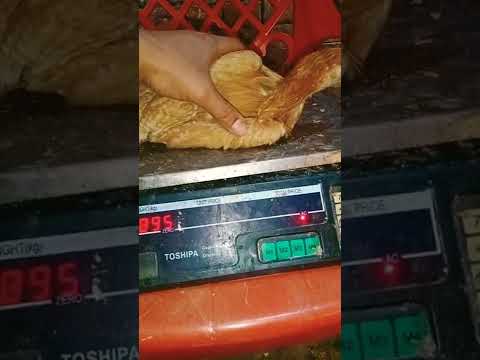 وزن الفراخ البلدي الهجين عمر 49 يوم