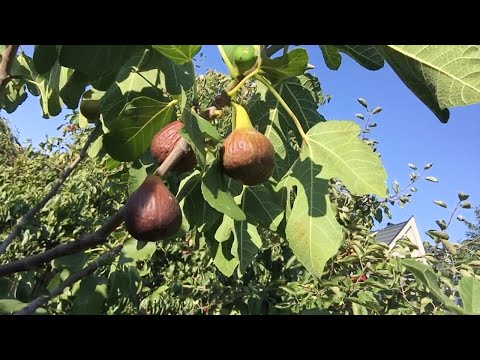 Video: Vad äter mina fikonträd?