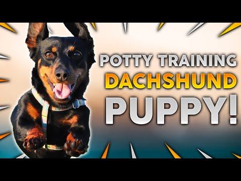 Video: How To Toilet Train Your Dachshund Puppy